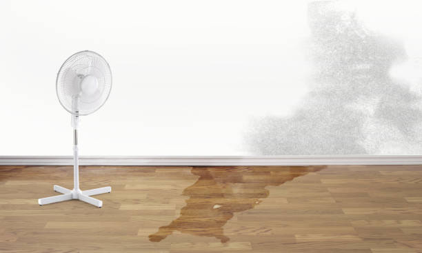 Best Professional water damage repair  in Ocean City, MD
